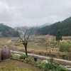 水俣。椎茸打ち(3月19日)