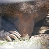 ヒグマに会いにベア・マウンテンに行ったよ。