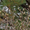 雪降る中、次の春を待つ植物たちのエネルギーを感じることができました