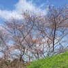 美術館の四季桜