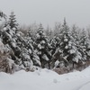 今朝の雪