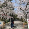 伊賀上野城にてお花見🌸