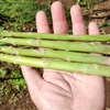 月間横浜家菜No.2 2024.５月の野菜たち