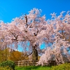 円山公園の祇園枝垂桜