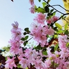 八重桜と藤