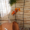 金魚水槽 硬い水草とアクセサリー