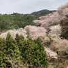 吉野の千本桜　と　金峯山寺の金剛蔵王大権現