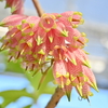 🌼小石川植物園　温室の様子です😊