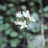 自然の宝庫：高尾山の春の花探し