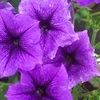 ペチュニアの花の表現力
