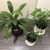 観葉植物の成長記録③