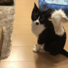 【かわいい】猫じゃらしに夢中な猫はこちらです...