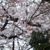 桜が嫌い