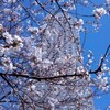 桜2013(1)