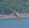 隣の隣の県の離島へ鳥を見に行った日記（２０２４　０５０２～０５０６）その１７。
