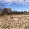 冬枯れの水元公園ポタ