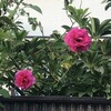 薔薇