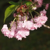 尾山神社菊桜