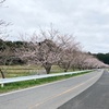 今日はお花見ドライブとしましょう♫