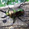 ニジイロクワガタ