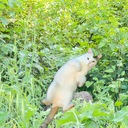 キオクの森ころころ