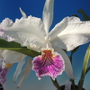 Cattleya lueddemanniana  f.semi-alba &#039;Marisela&#039;