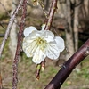 学生生活の記憶（588）：“ウメ（梅）Prunus mume” in KSC