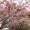 桜満開♪　(´▽｀)