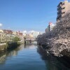 大横川の桜2023