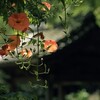 　妙本寺のノウゼンカズラ