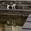 近隣繁華街のねこさん