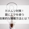 カメムシ対策！罠にエサを使う効果的な捕獲方法とは？
