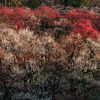 ＜写真＞仕事のすき間の撮影会は、大阪城公園の梅林