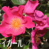2010/05/12　プレイガール
