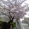 桜 開花しました