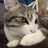 小さな毛づくろい：保護猫日記。4歳9ヵ月（252週）