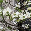 学生生活の記憶（619）：ハナミズキ（花水木）flowering dogwood