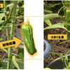 夏野菜　ピーマン03　【2回目の収穫まじか】