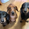 ブー病院デー