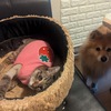 エル、乳腺腫瘍＜３３＞