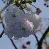 光が丘の八重桜