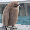 7年ぶりの旭山動物園