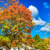 千秋公園で紅葉