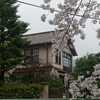 京都で桜