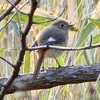 平和公園の散策路に春をみつけた