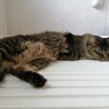 【猫との生活】お風呂大好きな我が家の猫