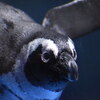 京都水族館でペンギンを真剣に撮ってたのはぼくです。