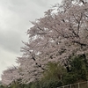 仕事帰りに桜を撮ってみました〜🌸