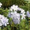 ルリマツリ Plumbago Auriculata