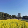 浜離宮の菜の花が美しい！